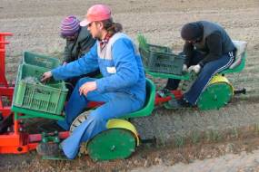 DISC PLANTERE