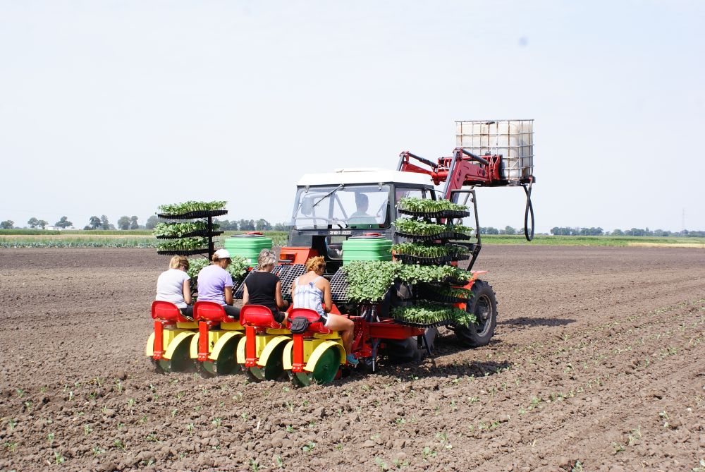 KARUSELPLANTERE